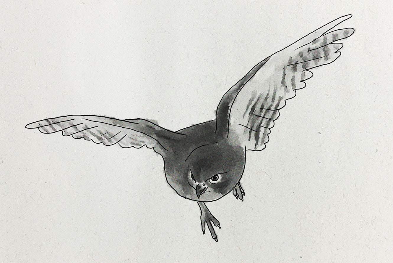An illustration of a karearea hunting