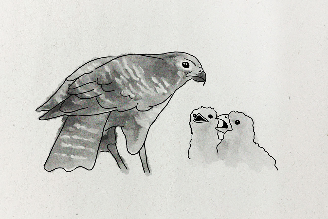 An illustration of a karearea with two chicks