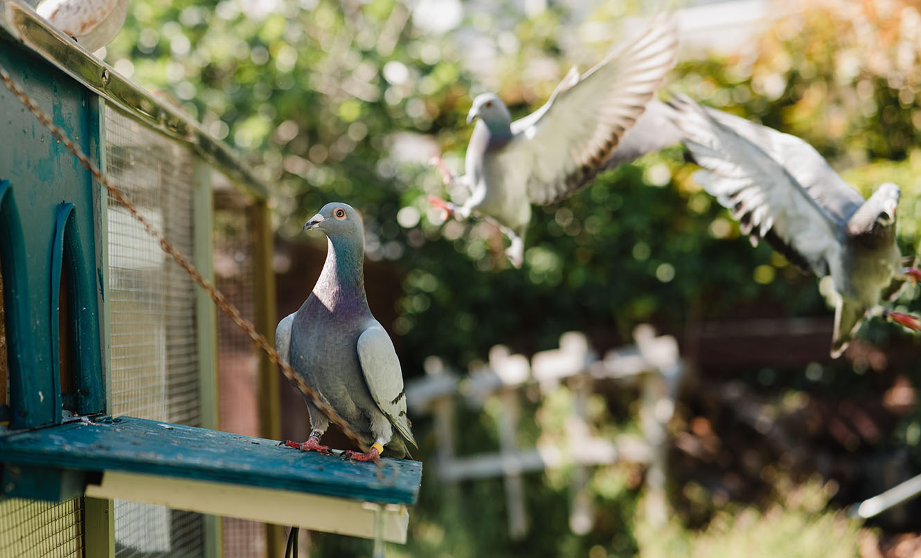 Pigeons flapping their wings outside an aviary