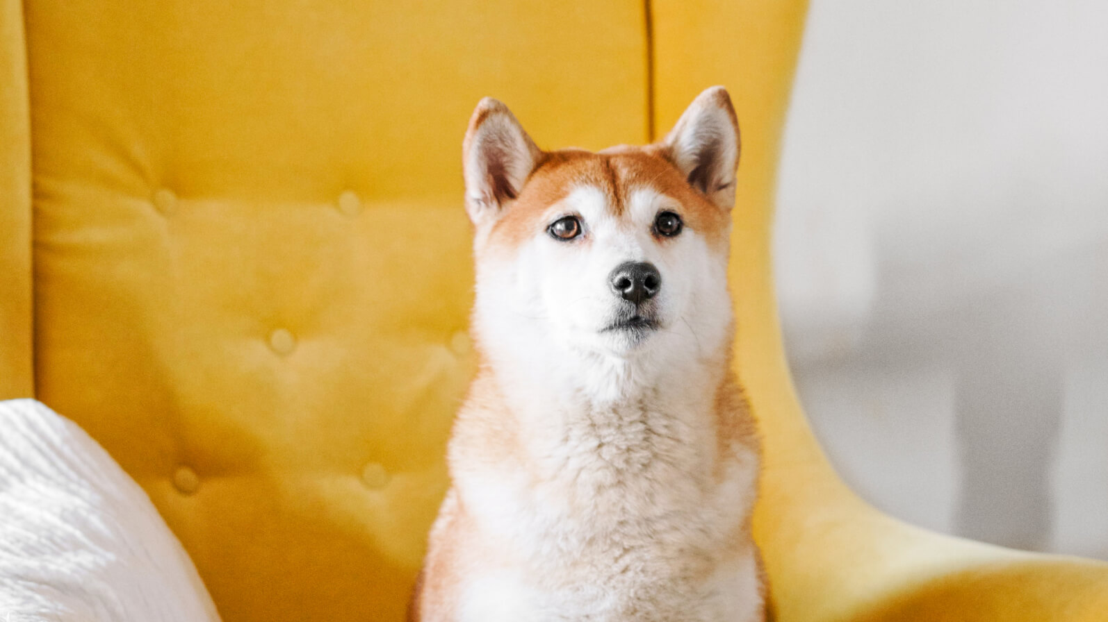 Shiba Inu dog sitting on a yellow tufted armchair looking forward.