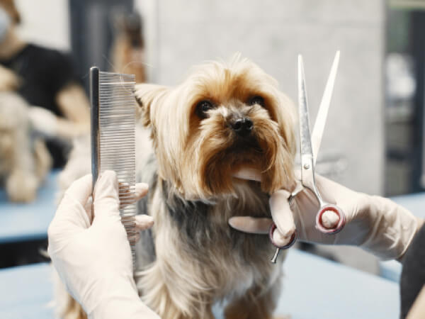Yorkshire terrier being groomed with scissors and a comb at a pet grooming salon.