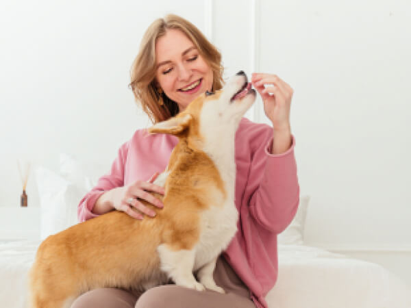 Smiling woman in pink jacket feeding and petting a happy corgi dog indoors.