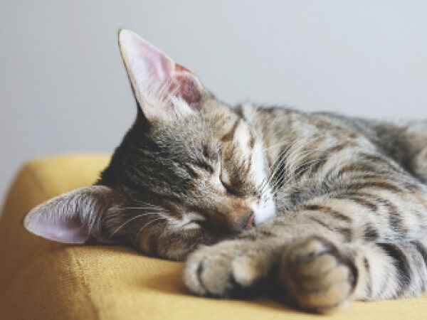 Close-up of a tabby cat sleeping on a yellow cushion with ears upright.