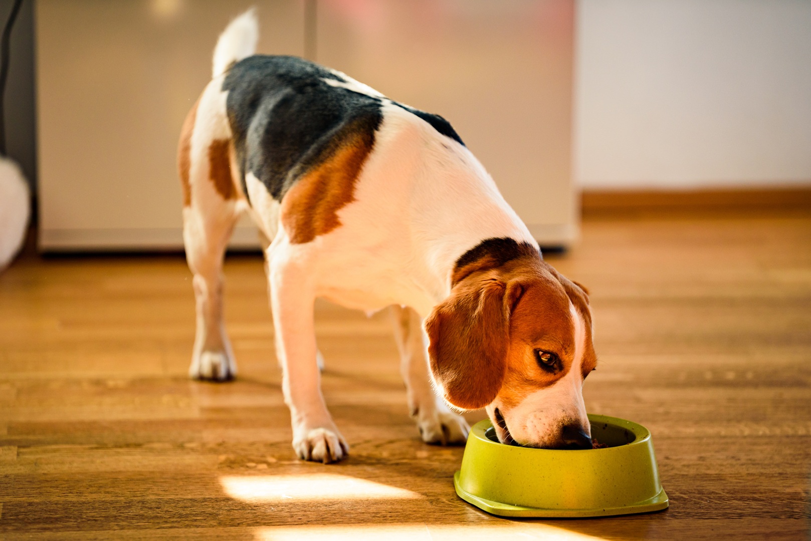 Managing Chronic Enteropathies 