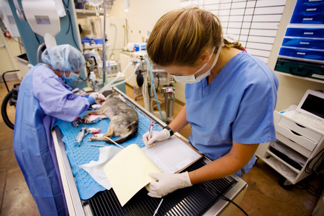 The Surgical Suite