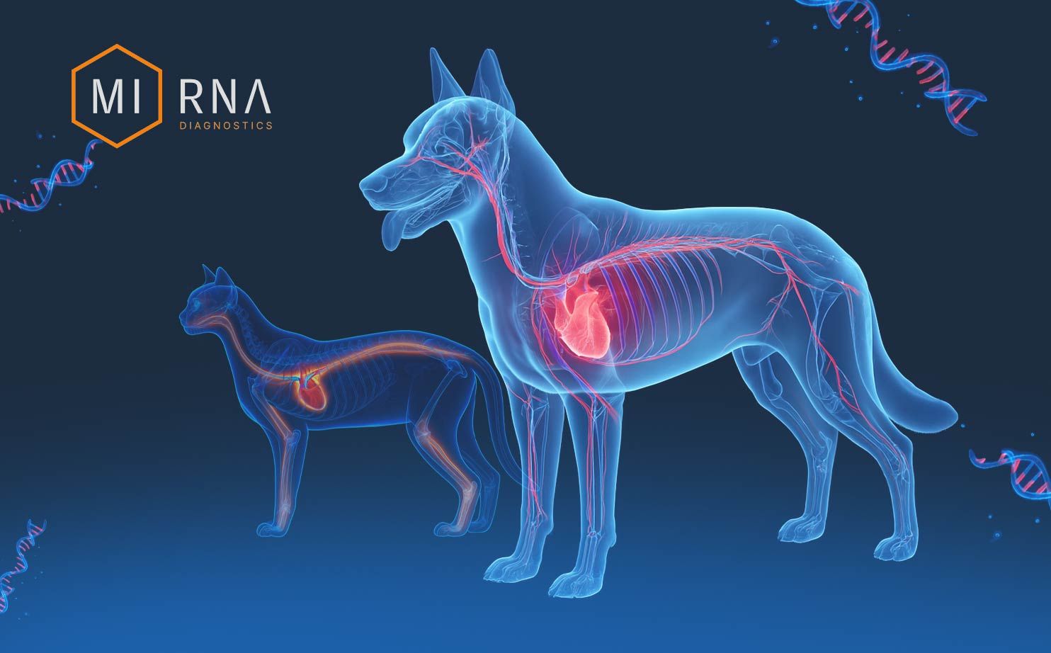 Unlocking Hidden Cardiology Clues with miRNAs
