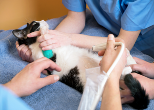Ultrasound's Role in Case Management and Treatment