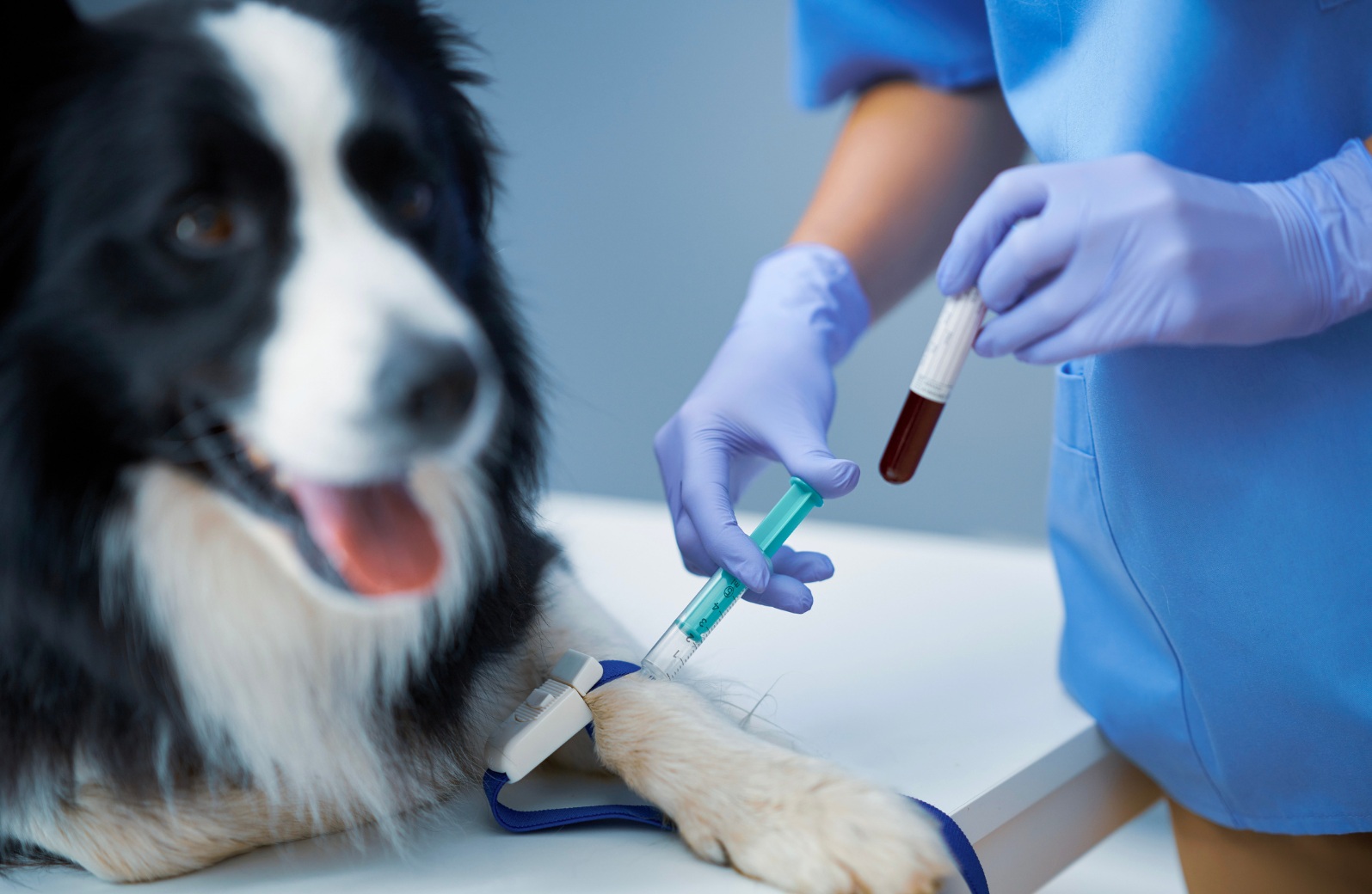 Rapid Refreshers - Blood Transfusions