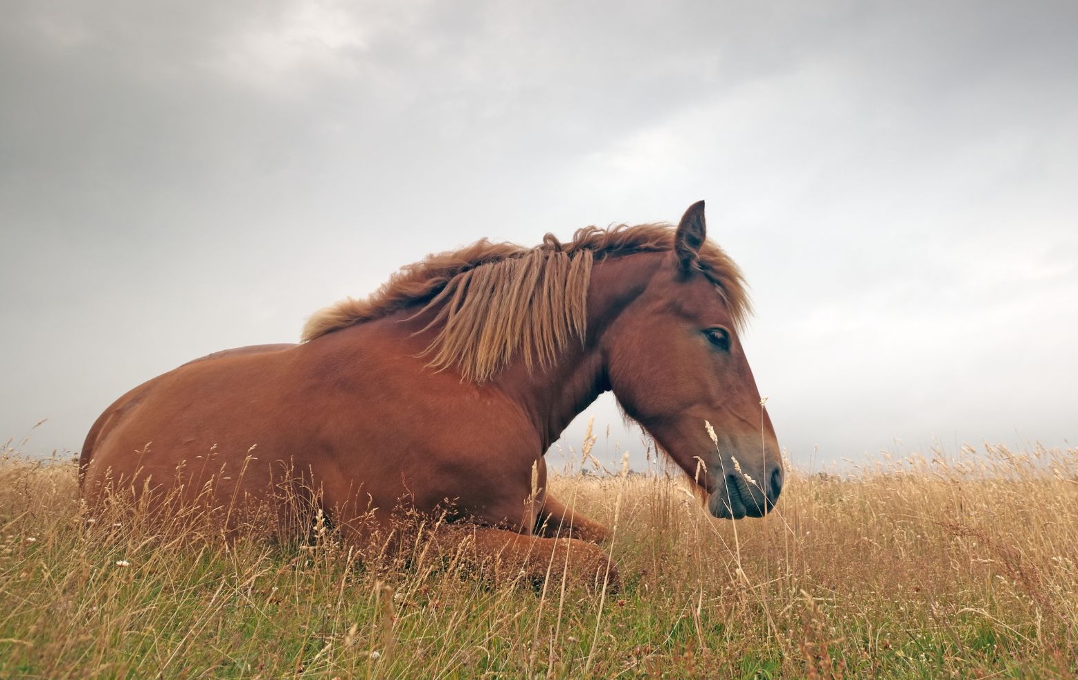Top Tips for Investigating Recurrent Colic