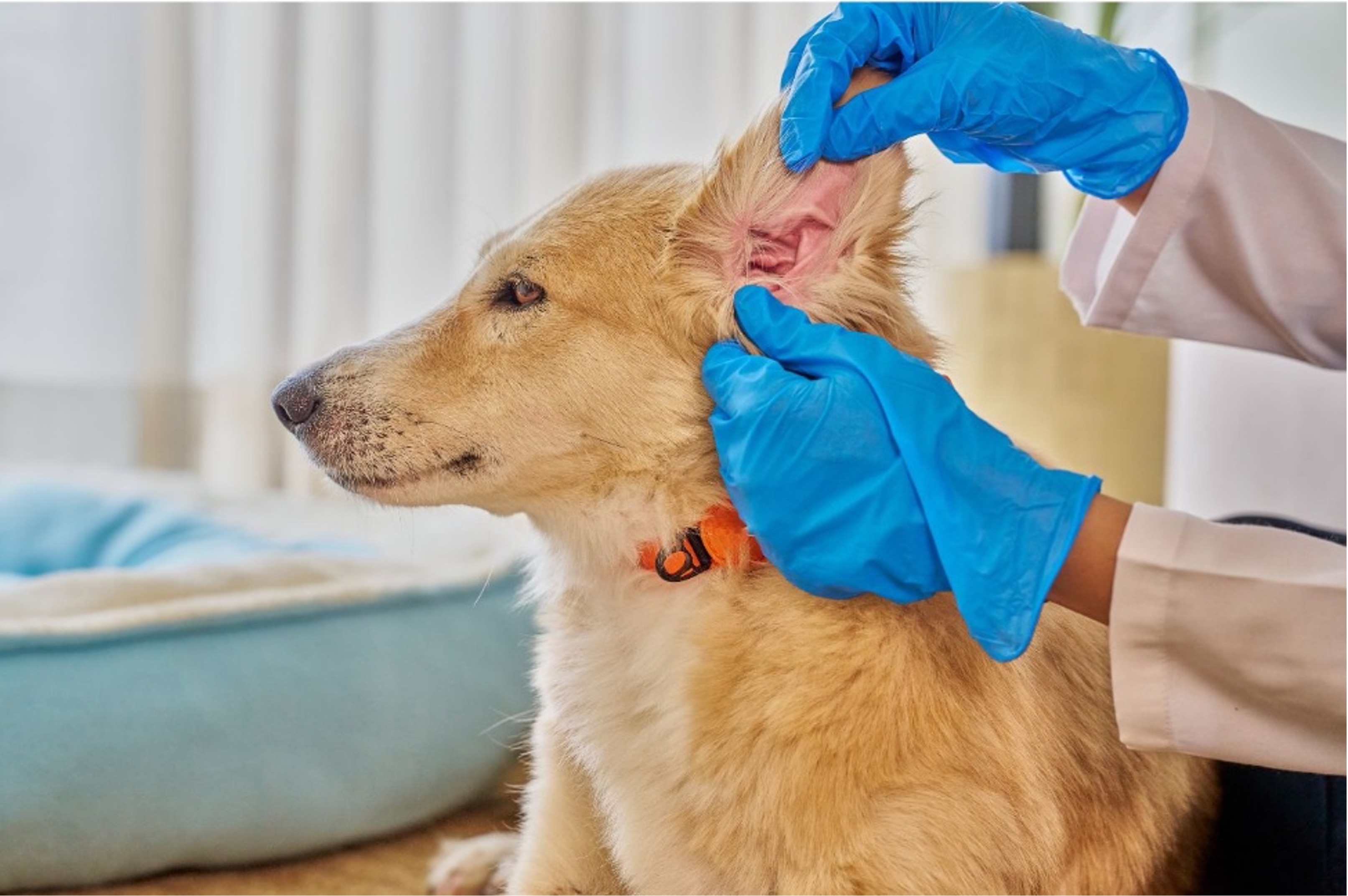 The Global Dermathon