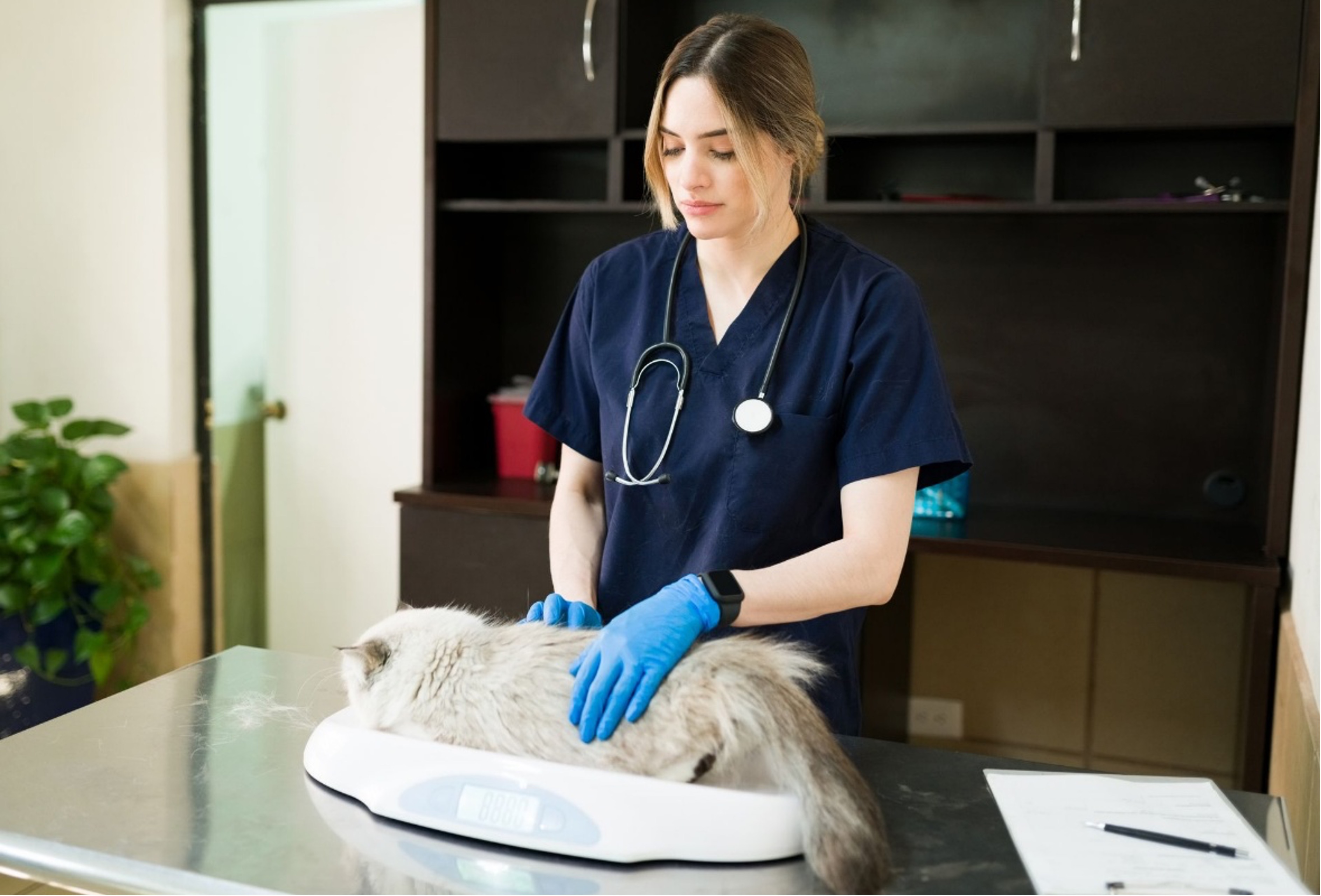 Practical Support of Anorexic Cats