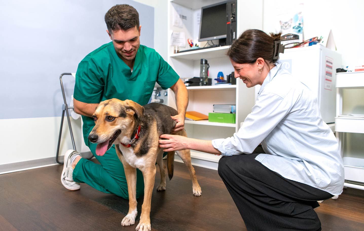 Diet Selection and Trial Success in Canine Chronic Enteropathies