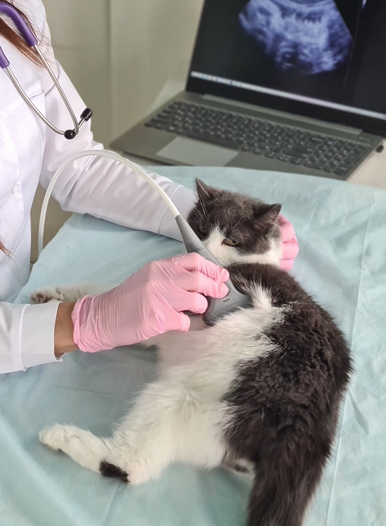 No Probe-lem! Unlocking the Power of Ultrasound for Veterinary Nurses