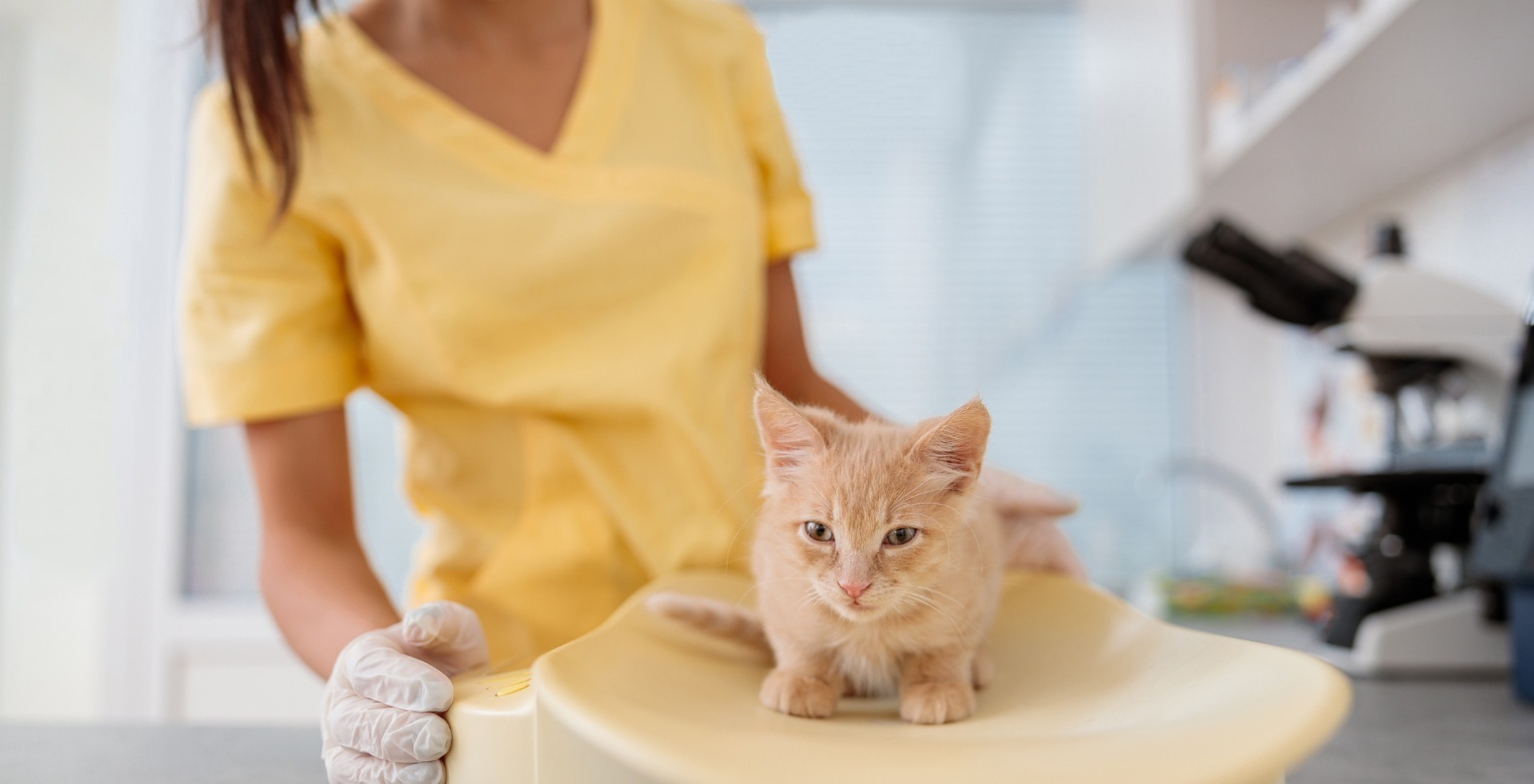 Well-Pet Nutrition Advice At Your Fingertips