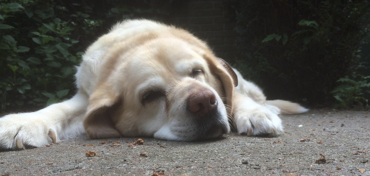 Senior Pets & Geriatric Care