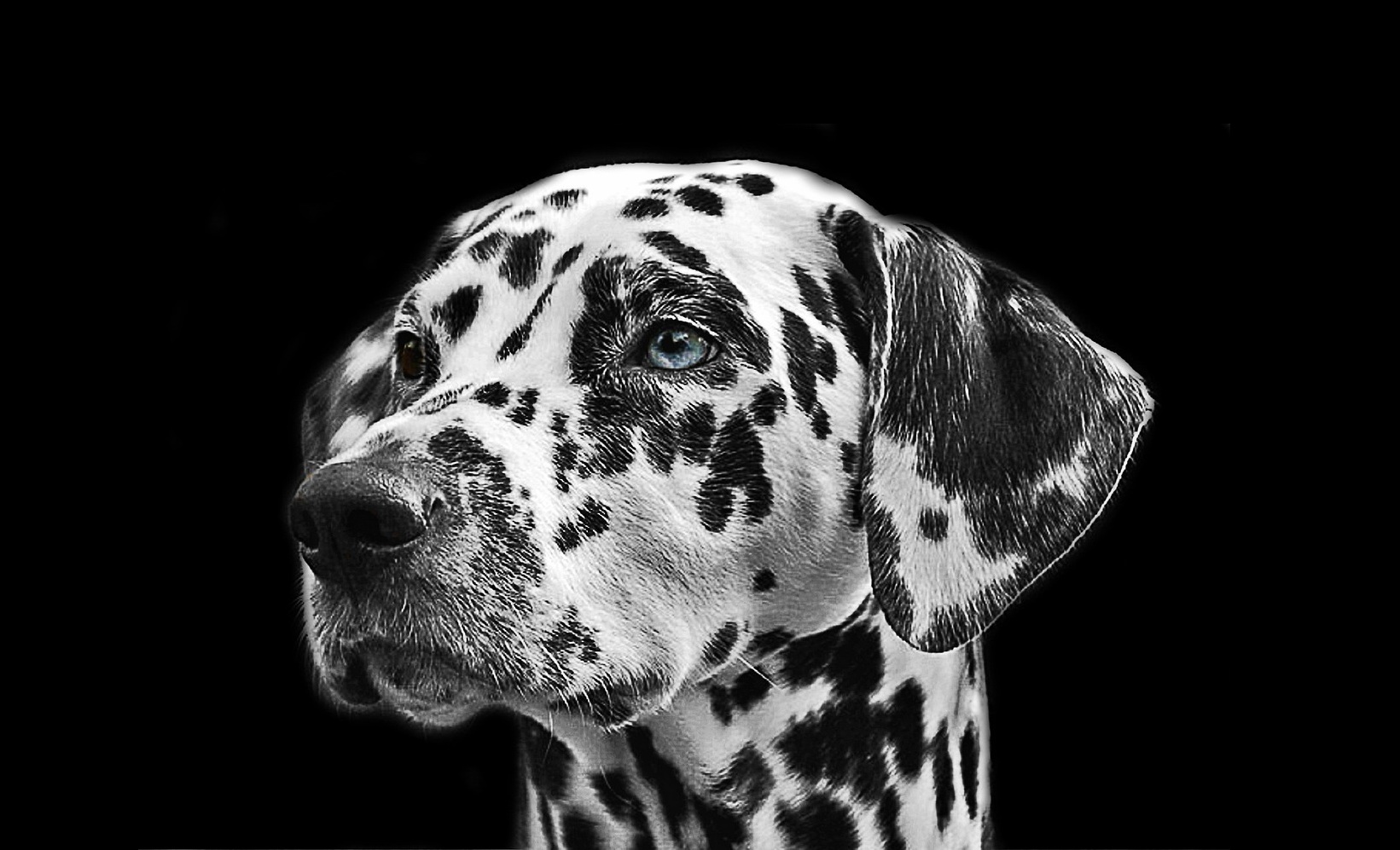 Nutrition and Nursing Care of the Fat-Sensitive Patient