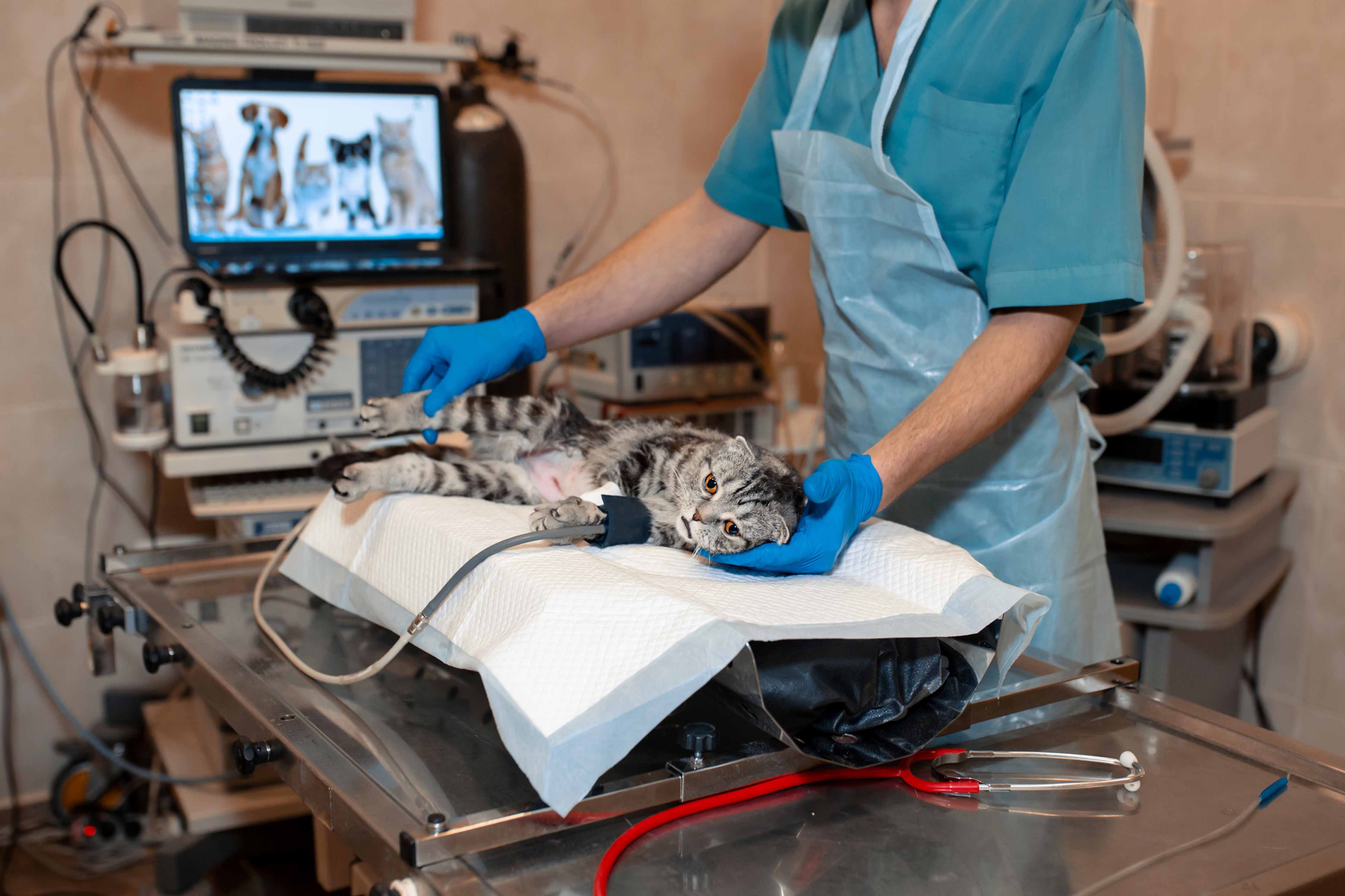 Rapid Refreshers for Common Feline Emergencies