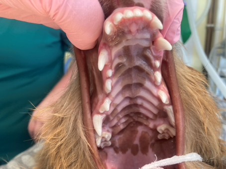 Improving Outcomes Through Team-Based Dental Care