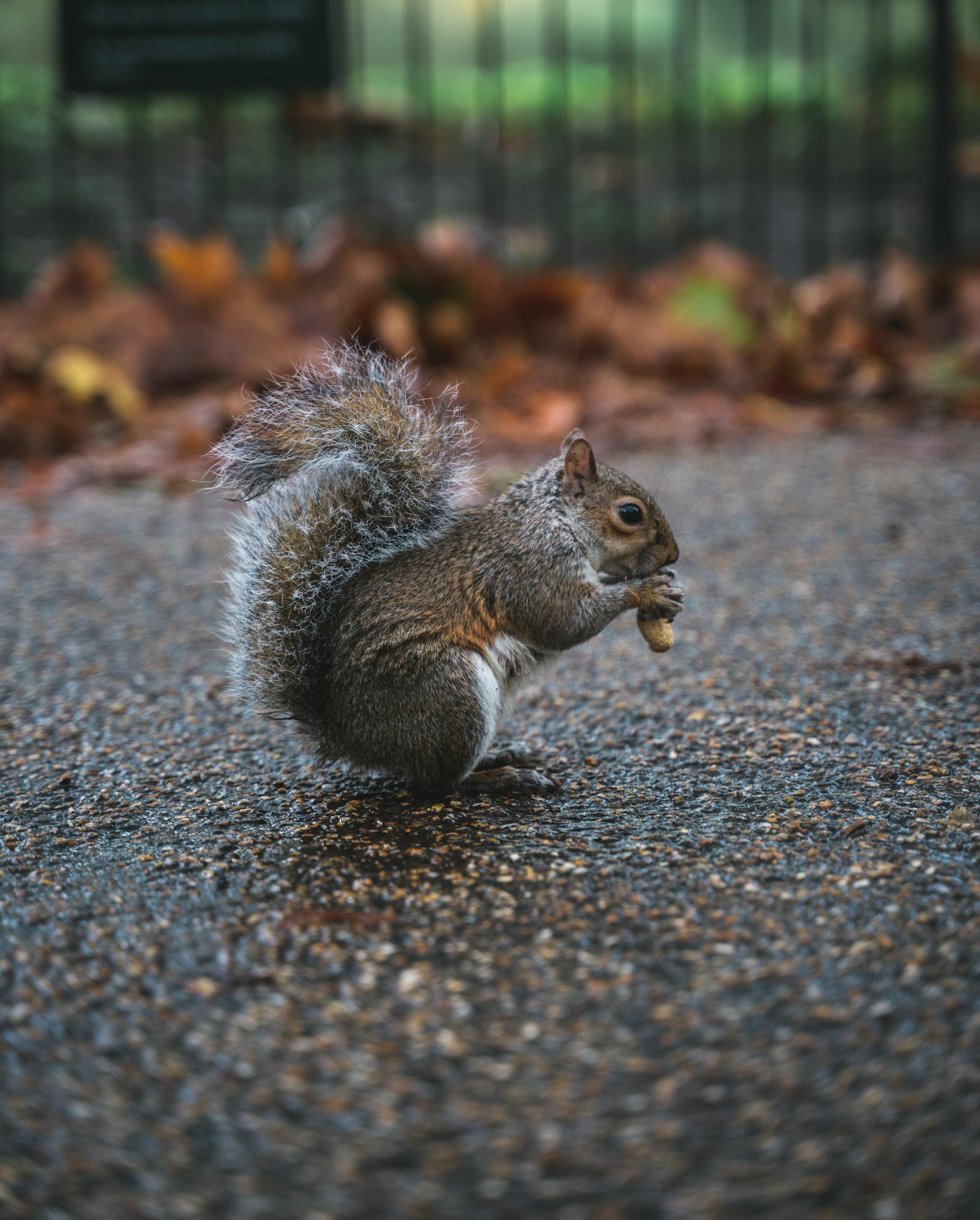 Wildlife Pain Relief and Ethical Euthanasia