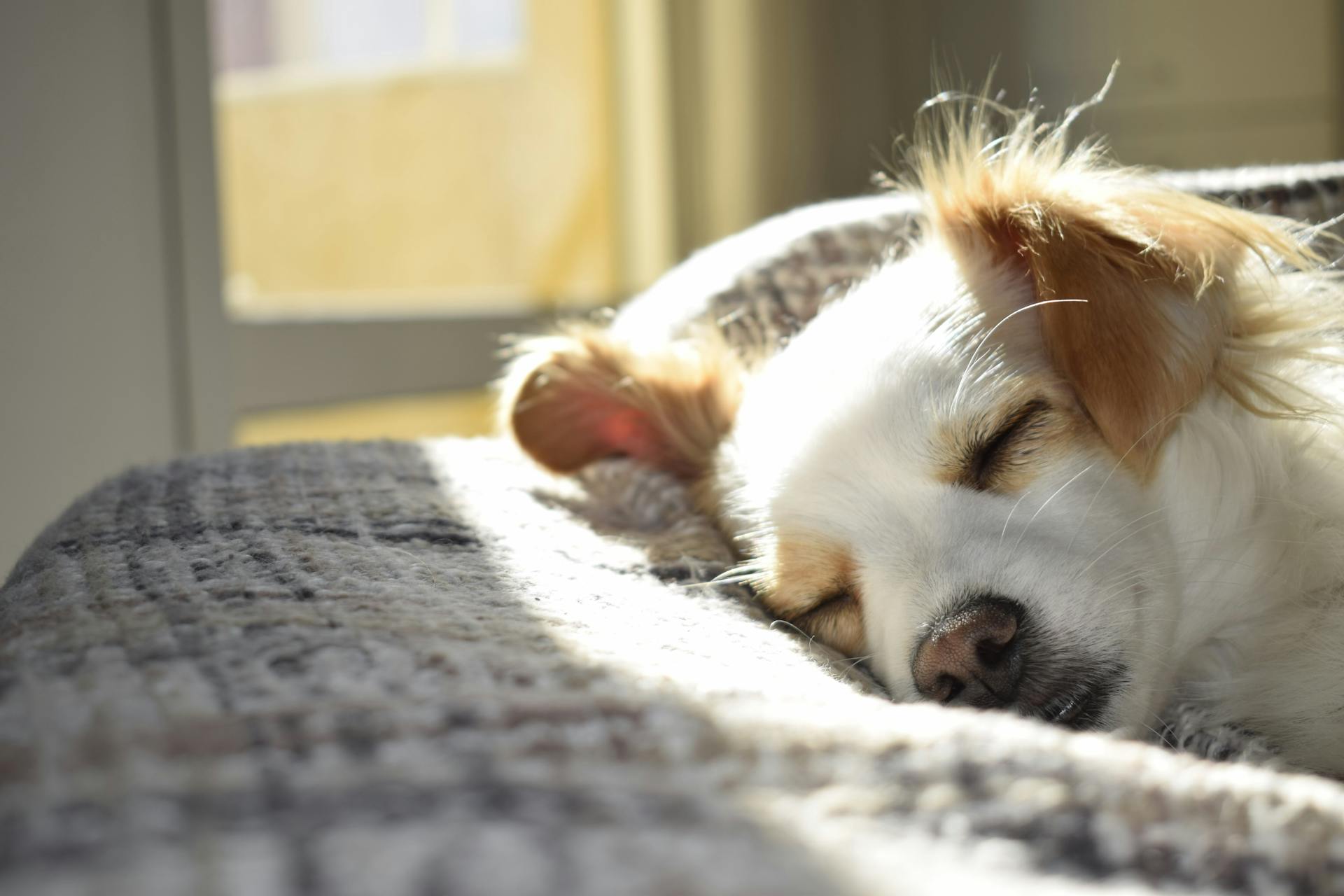 Sleep as Medicine: Improving Outcomes for Veterinary Patients