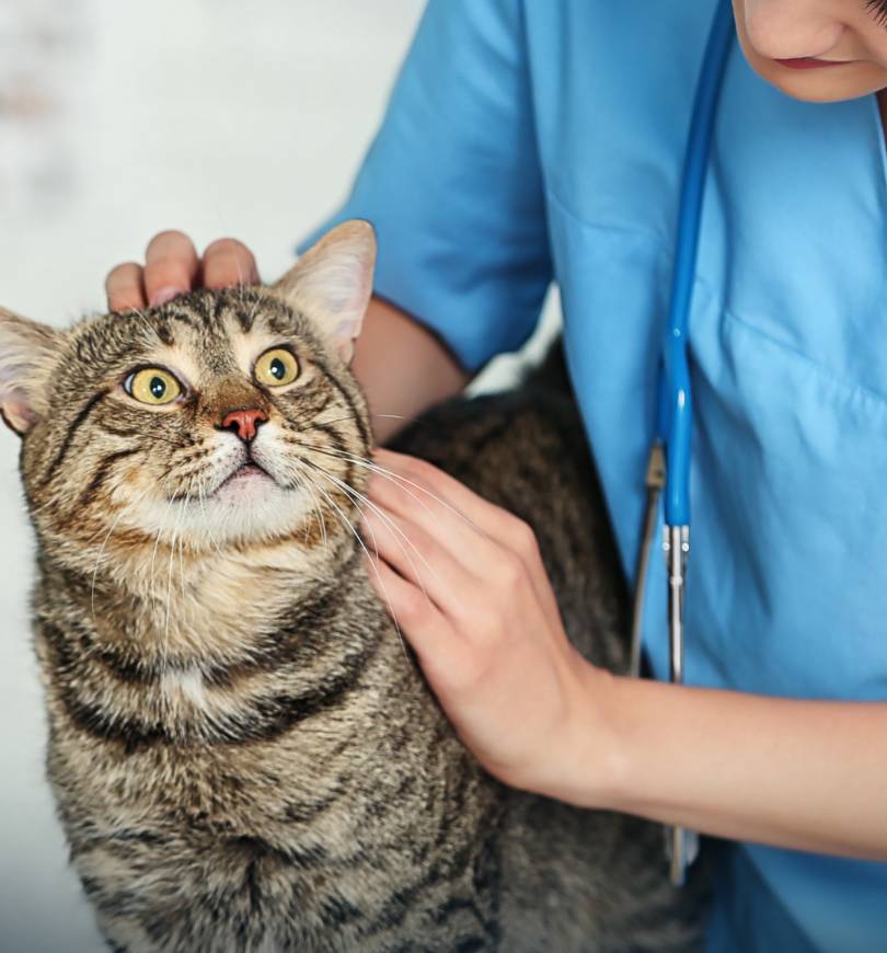 The Power of the Veterinary Nurse