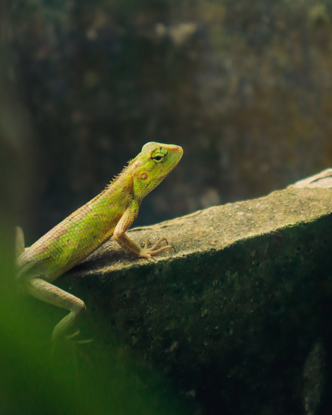 Fur, Feathers & Scales - The Exotic Vet Quiz