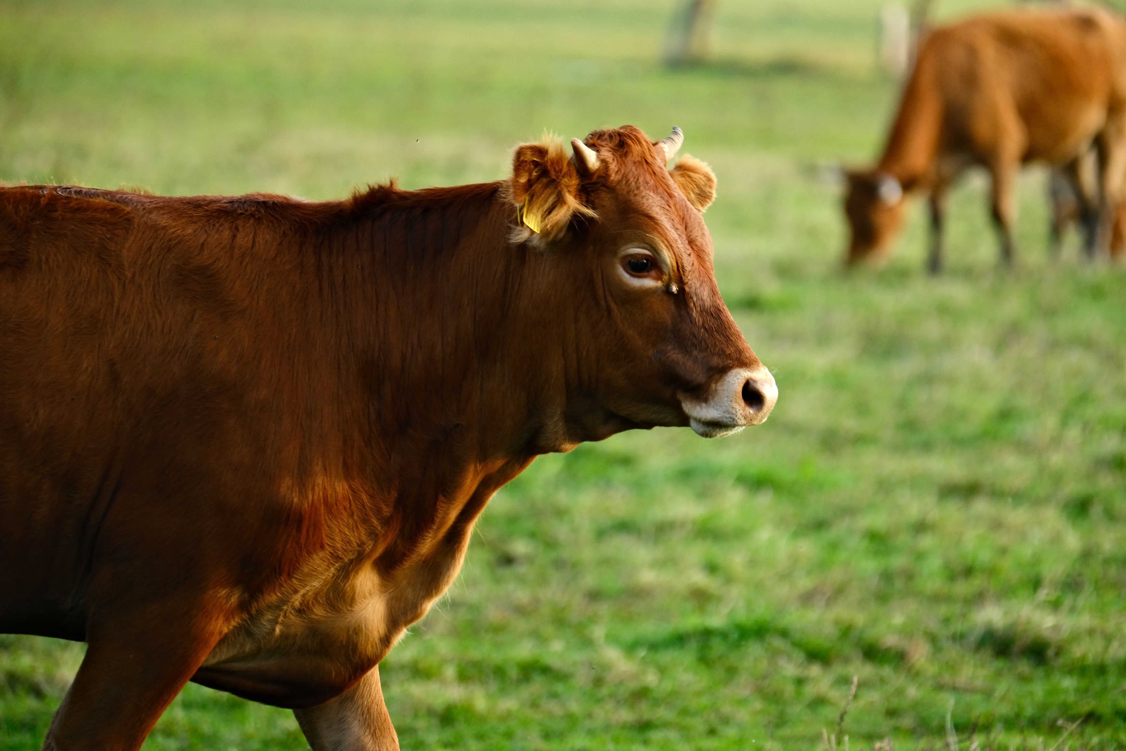 Improving Udder Health: Perspectives on Mastitis Management