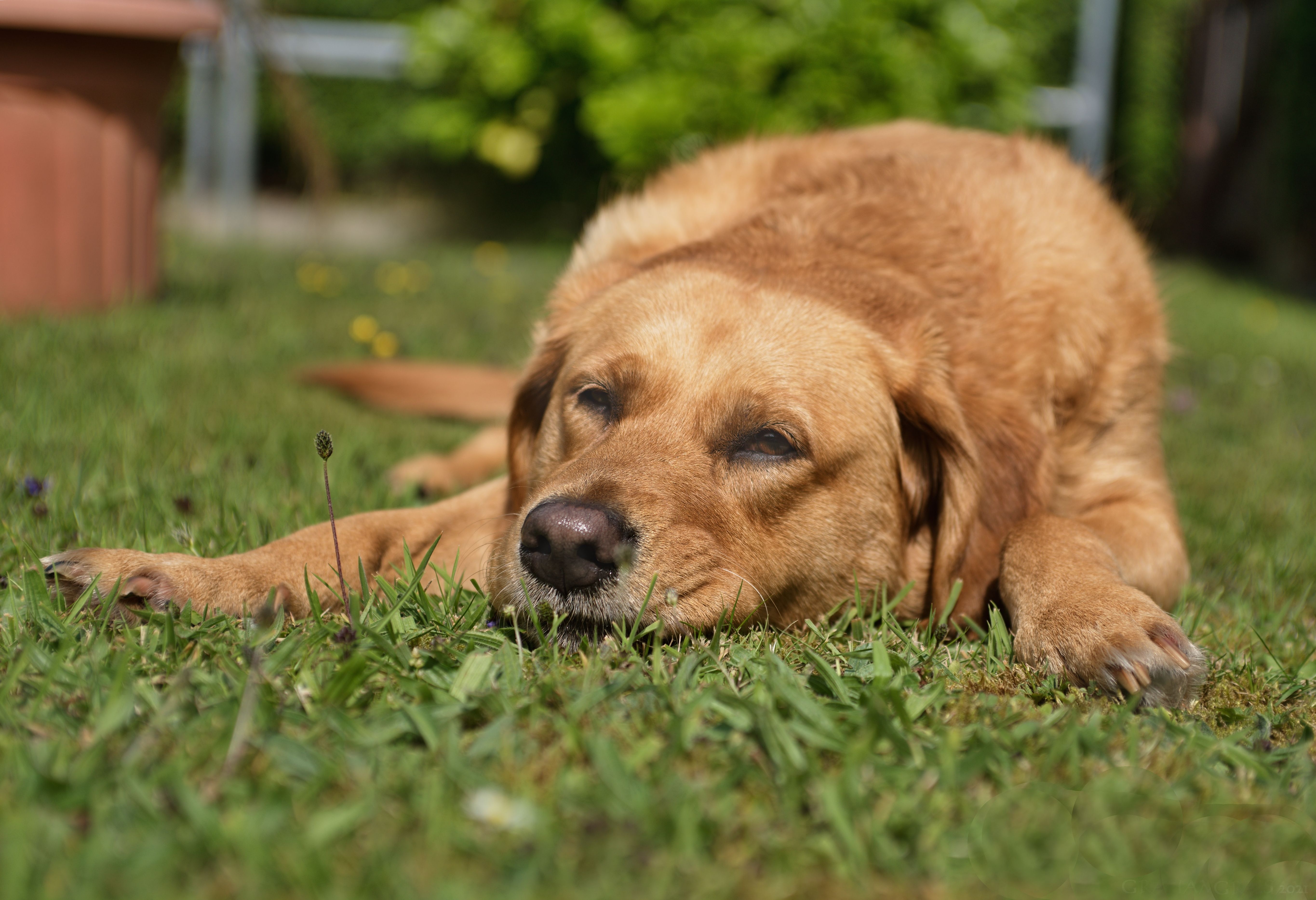 From Enzymes to Imaging: Diagnosing Liver and Biliary Disease in Dogs