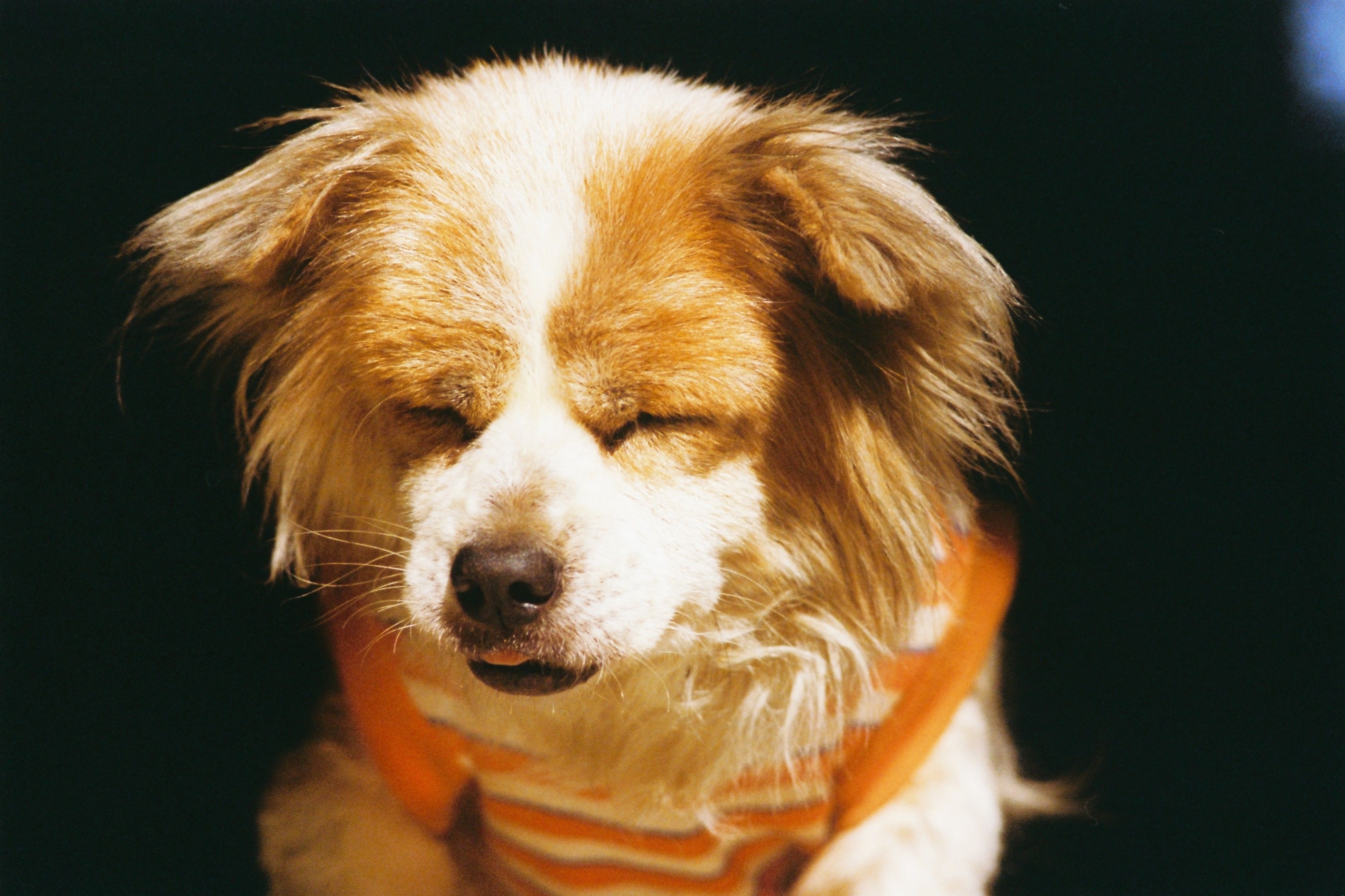 Managing Heatstroke in Dogs