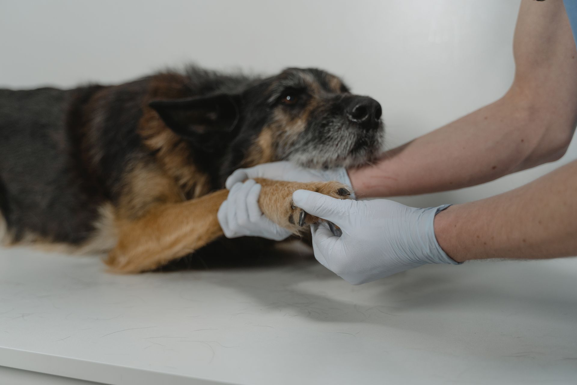 Wound Rounds: Bites, Burns and Beyond