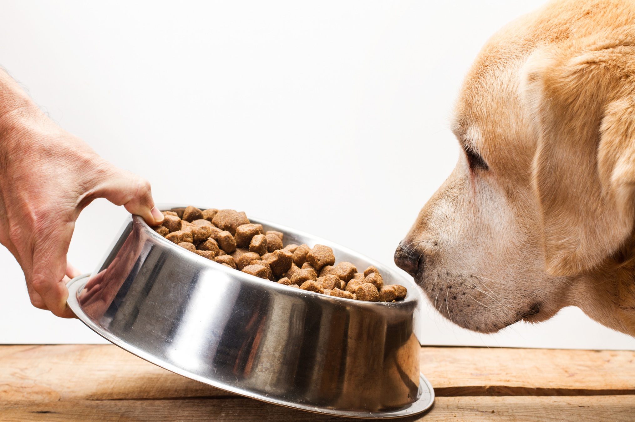 The Healthy Pet Summit 2026