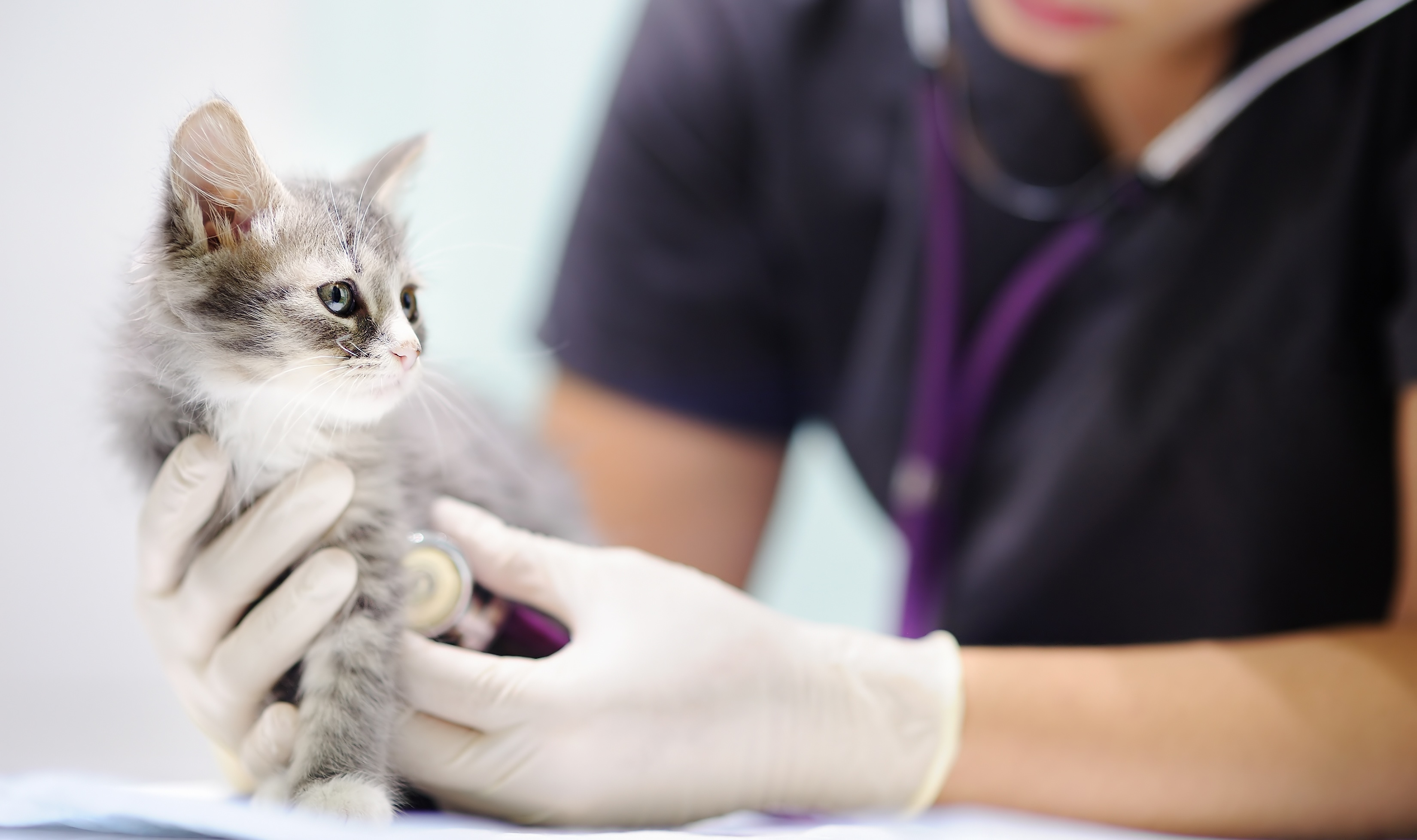 A Practical Approach to Small Animal Congenital Cardiology