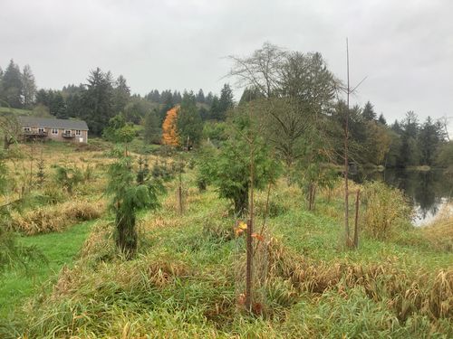 Young trees planted along a creek for a riparian stabilization project.