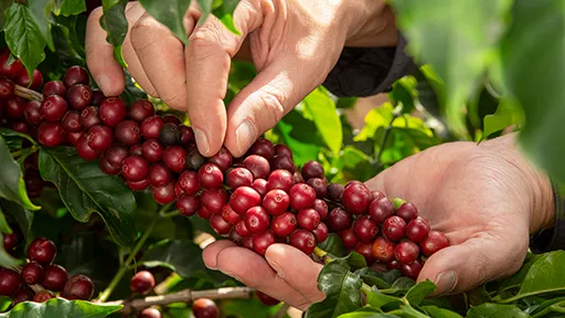 Coffee Fruit