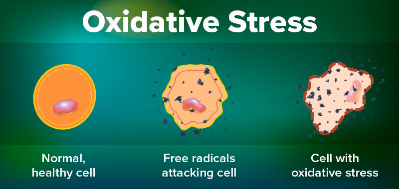 oxiative stress