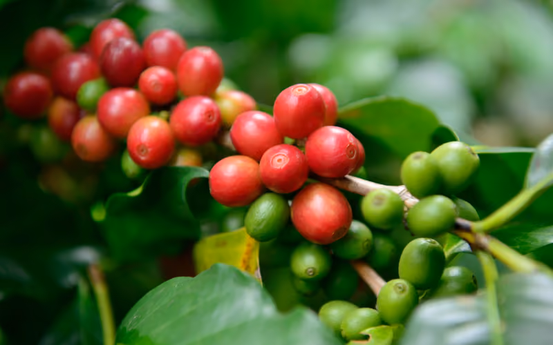 Coffee fruit harvested for whole coffee fruit extract, a clinically studied ingredient associated with BDNF research