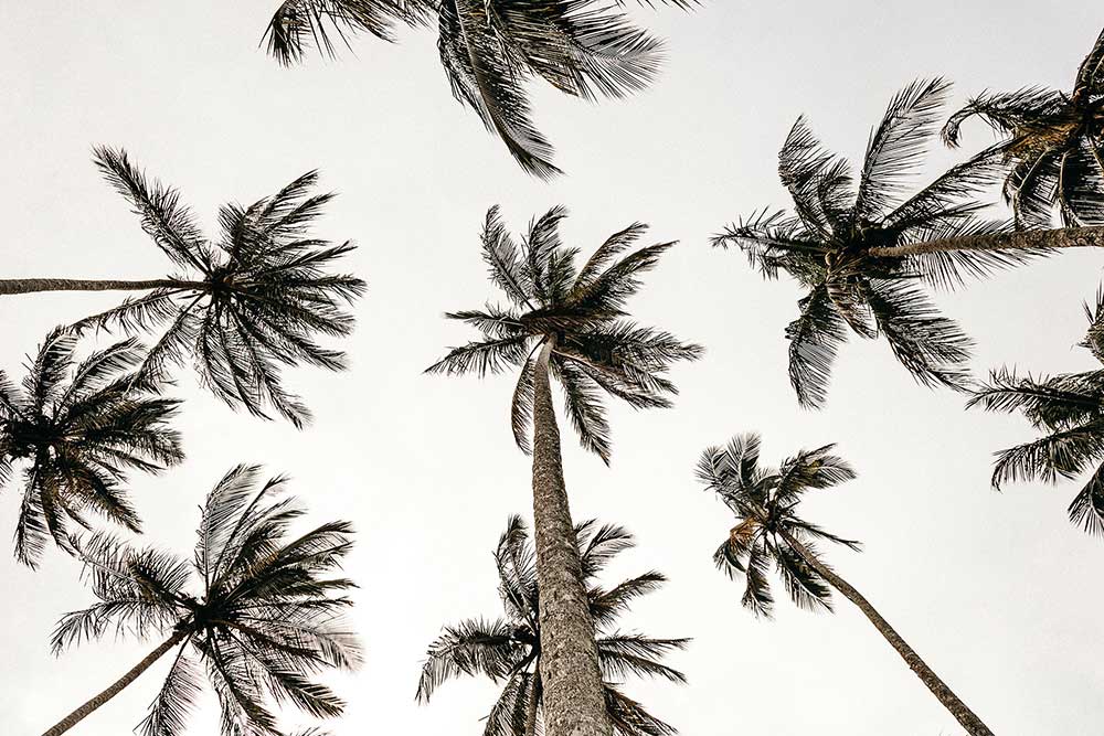 Upward view of ten palm trees swaying in the wind.