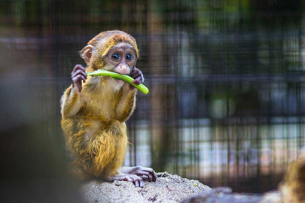 Small golden baby monkey with large round eyes sits on a rock while munching on a stalk of celery.