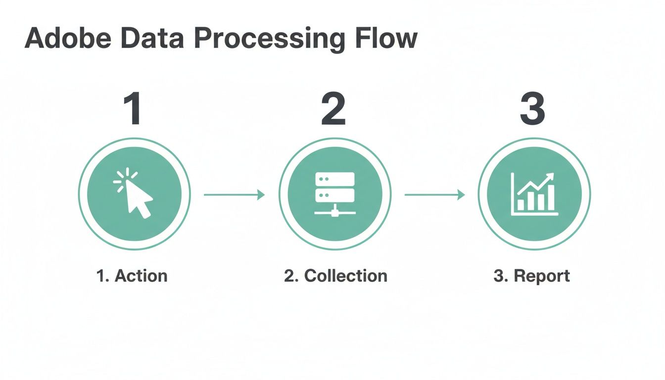 An infographic illustrating the Adobe Data Processing Flow with three steps: Action, Collection, and Report.