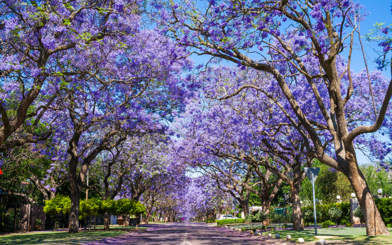 A jacaranda-lined street in San Diego