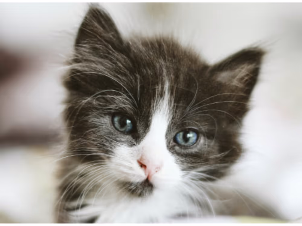 cat-friendly-practice