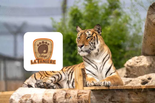 Tigre du Refuge La Tanière, association partenaire de l'espace dons gyfti