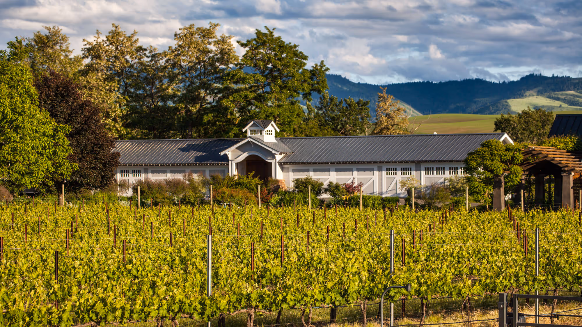 Vineyard and barn, Abeja Winery, Walla Walla, Washington