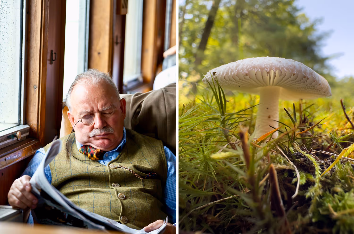A diptych of a man sleeping on a ferry and a mushroom