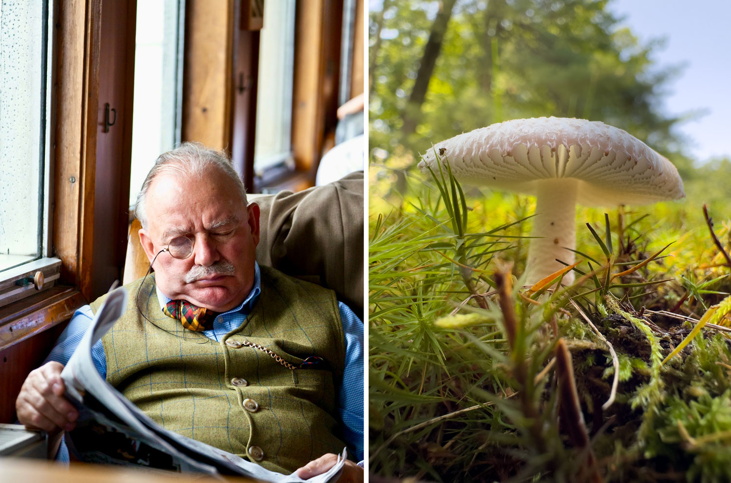 A diptych of a man sleeping on a ferry and a mushroom