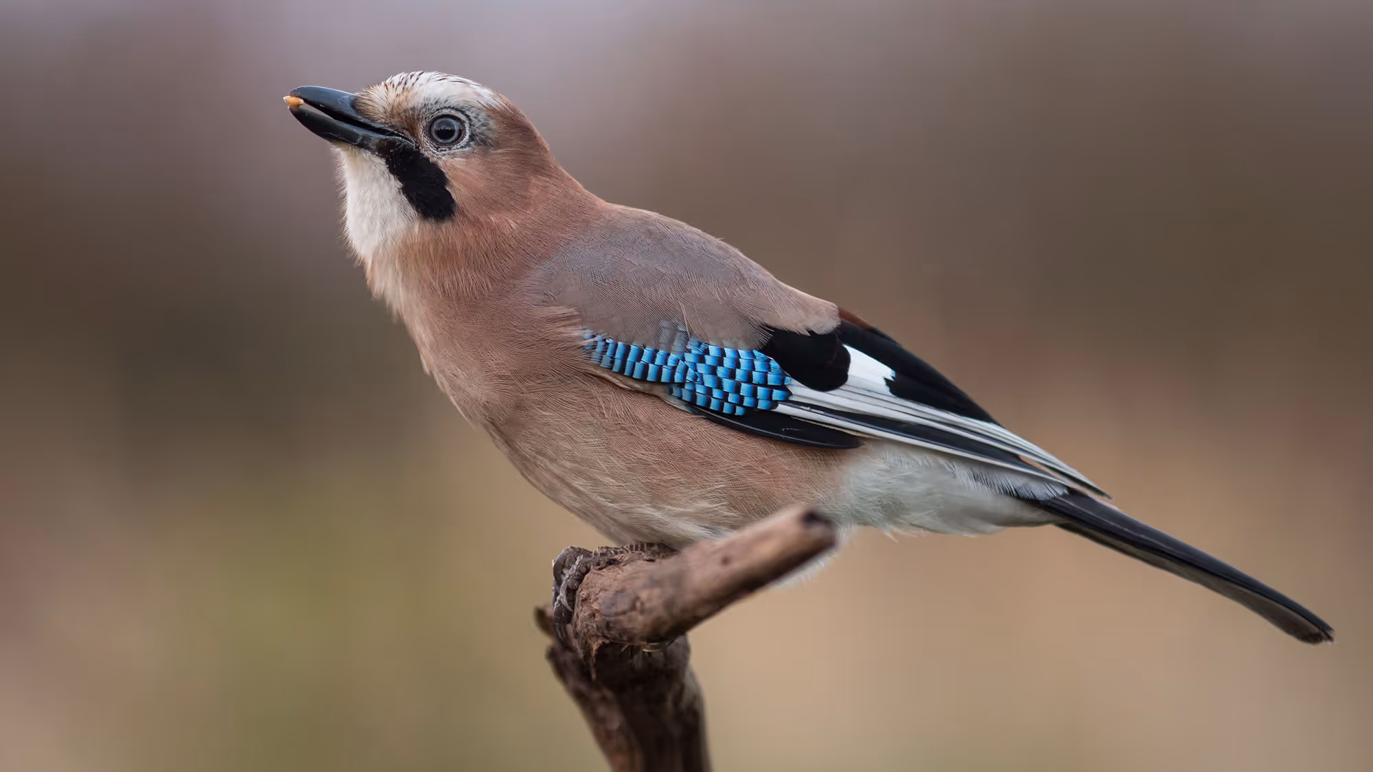 A wide range of species will benefit from this wetland area