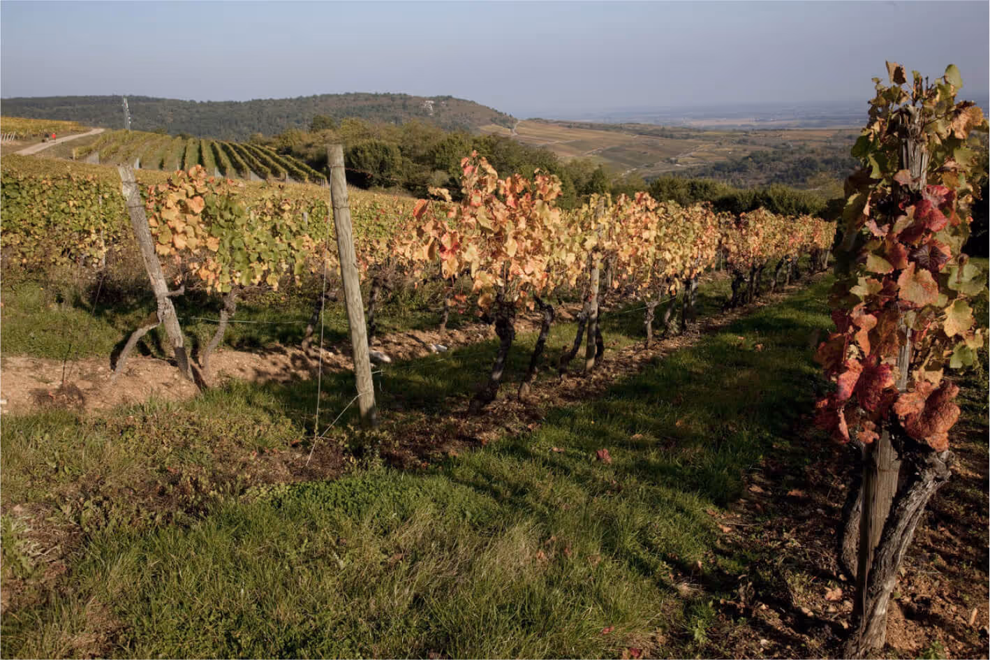 Vitteaut-Alberti