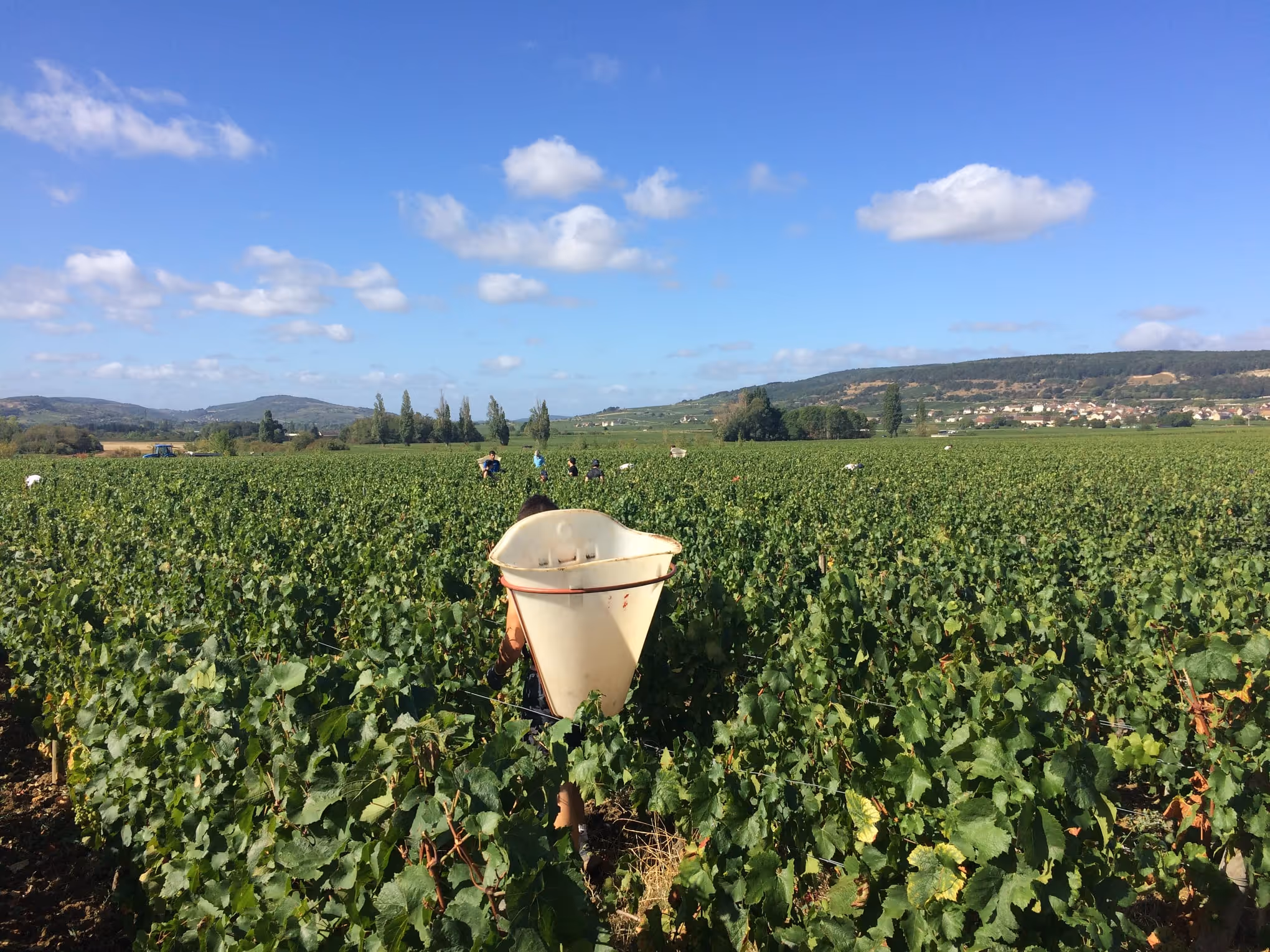 Leflaive (Domaine)