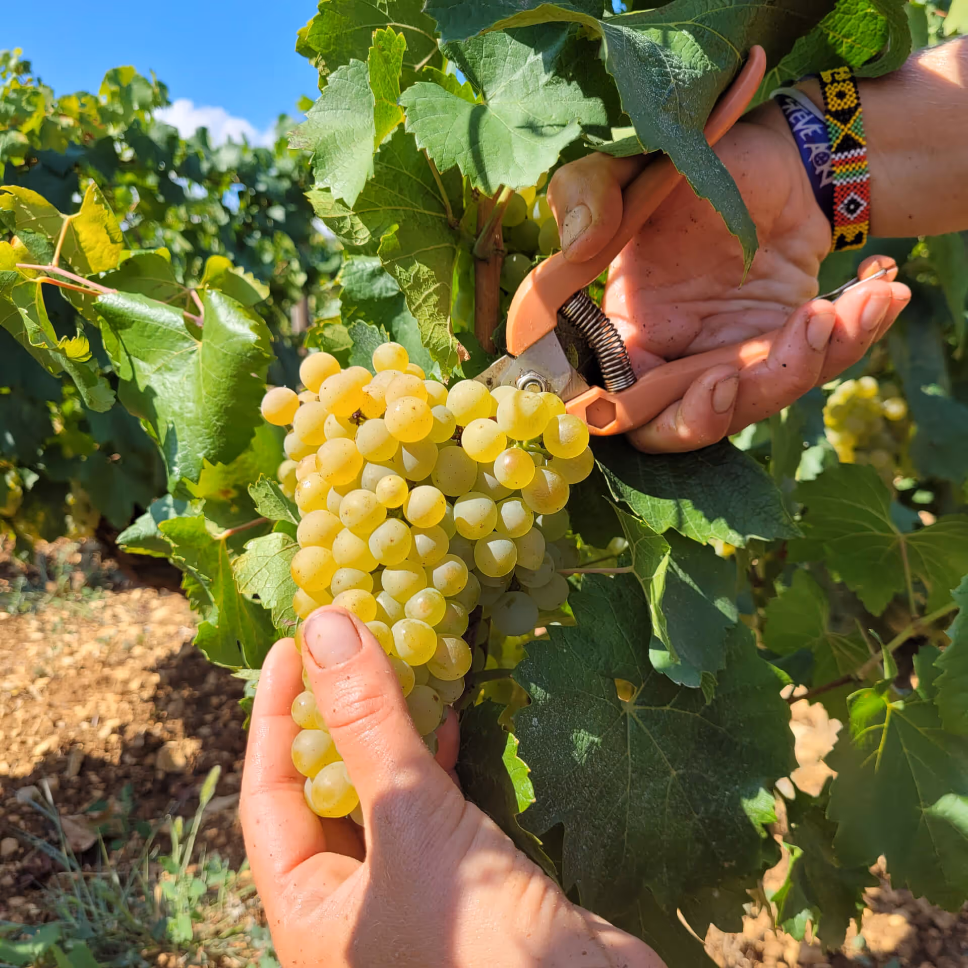 Lafon