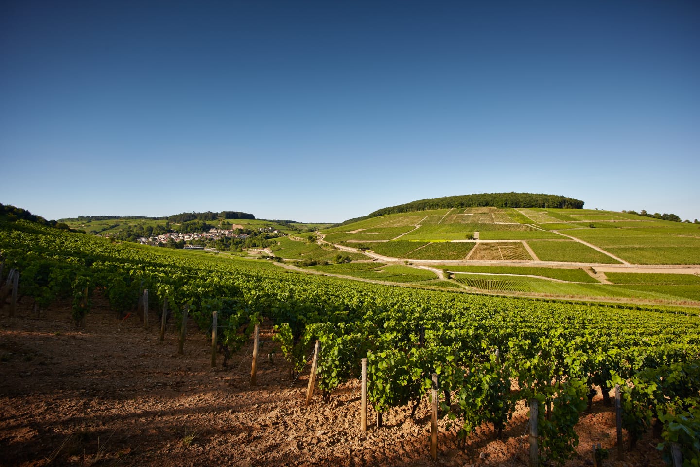 Corton-Charlemagne Tasting